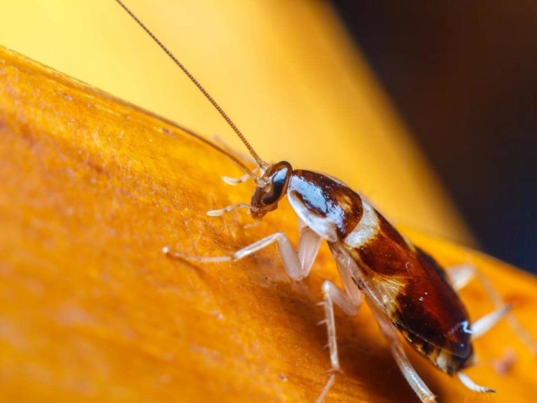 Can Cockroaches Live in Washing Machines? (Answered) HomeApricot